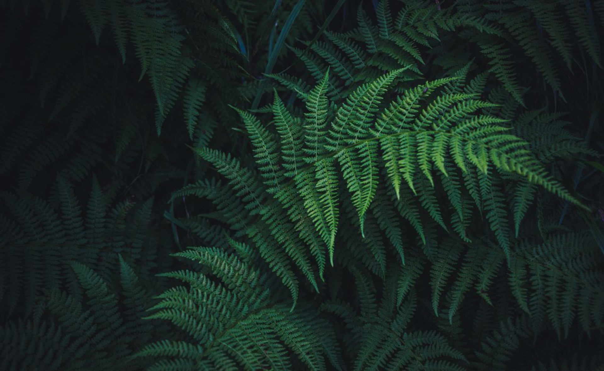 Five of the best houseplants to improve your health