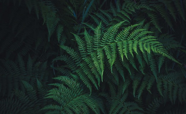 Five of the best houseplants to improve your health